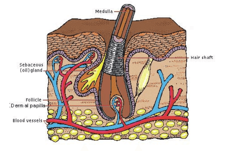Hair cell mechanism